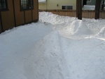 Backyard snow